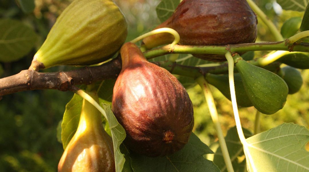 Sue speaks to us on The Fig Tree – Blessing and Cursing