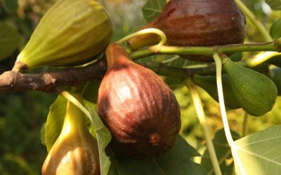 Sue speaks to us on The Fig Tree – Blessing and Cursing