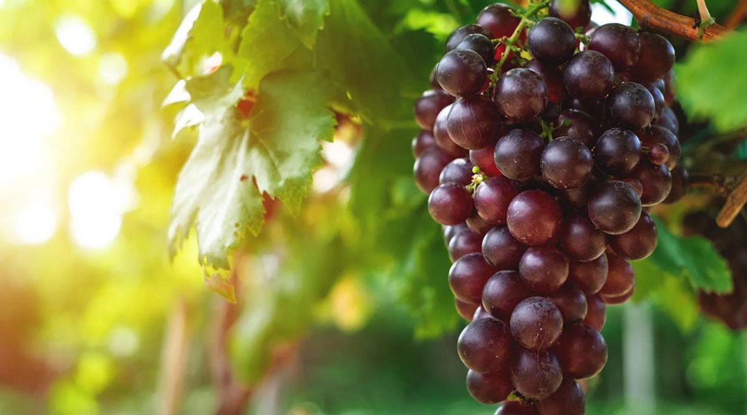 Graham speaks to us – Stay Plugged In