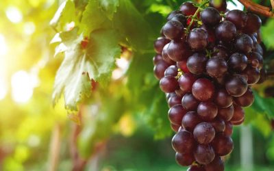 Graham speaks to us – Stay Plugged In