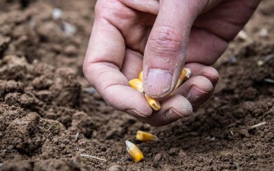 Helen speaks to us on The Power of the Seed